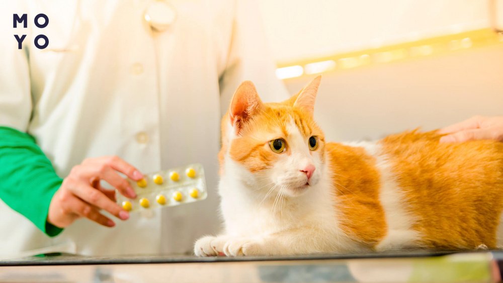  Ветеринарные препараты для кошек