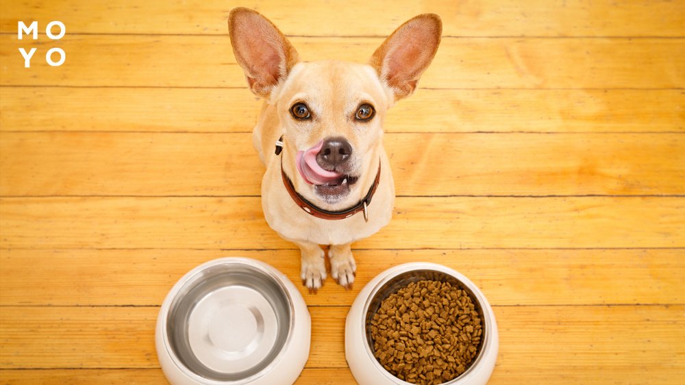 собака облизывается рядом с мисками с кормом