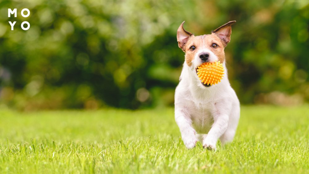 Собака с игрушкой мячиком