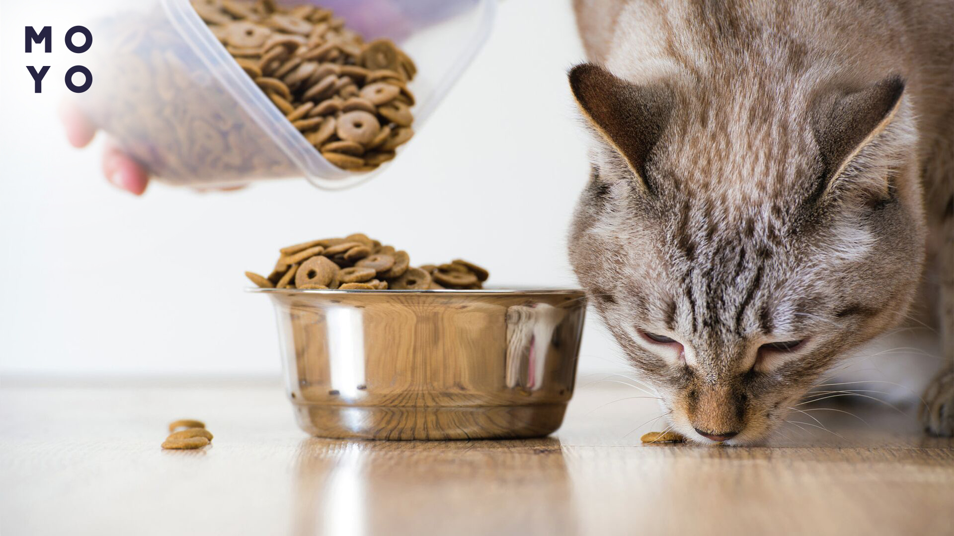 Кіт їсть сухий корм