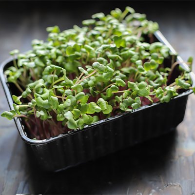 Как выращивать микрозелень: 8 способов, которые работают