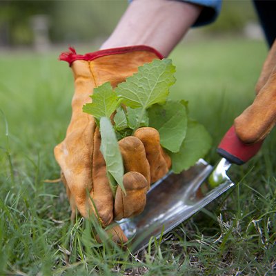 Как убрать сорняки с газона: 2 эффективных способа борьбы с нежелательными растениями