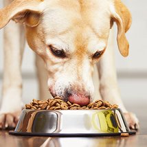 Легкий рецепт приготовления еды для собаки: подробная инструкция