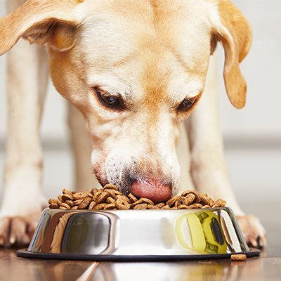 Как выбрать корм для собаки: 7 подсказок