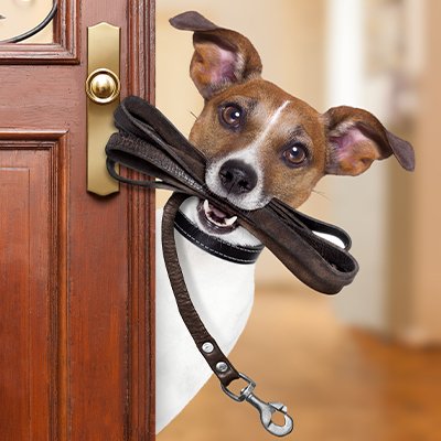 Як вибрати повідець для собаки — огляд 6 різновидів