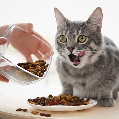 Як вибрати корм для кота: 5 нюансів, про які варто знати