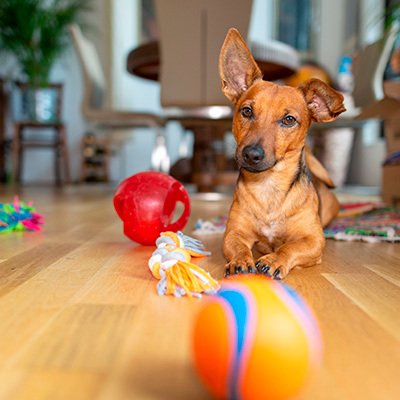 Як вибрати іграшку для собаки — 5 підказок для визначення якості