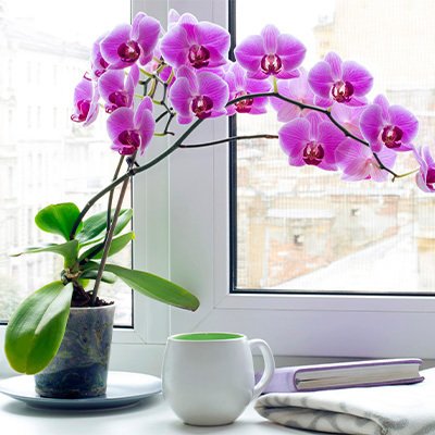Уход за орхидеями до и после цветения — 7 ключевых моментов