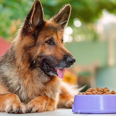 Рейтинг кормів для собак — 10 виробників з хорошою репутацією