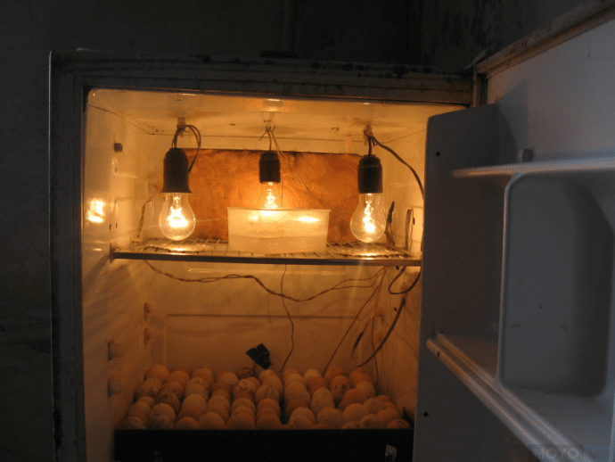 Как изготовить инкубатор из холодильника самостоятельно