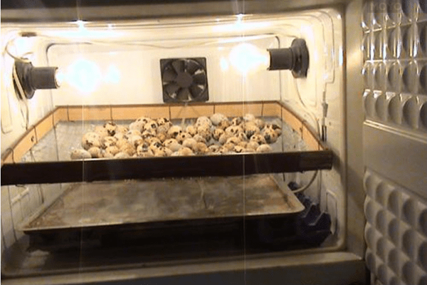 Как смастерить инкубато из старого холодильника