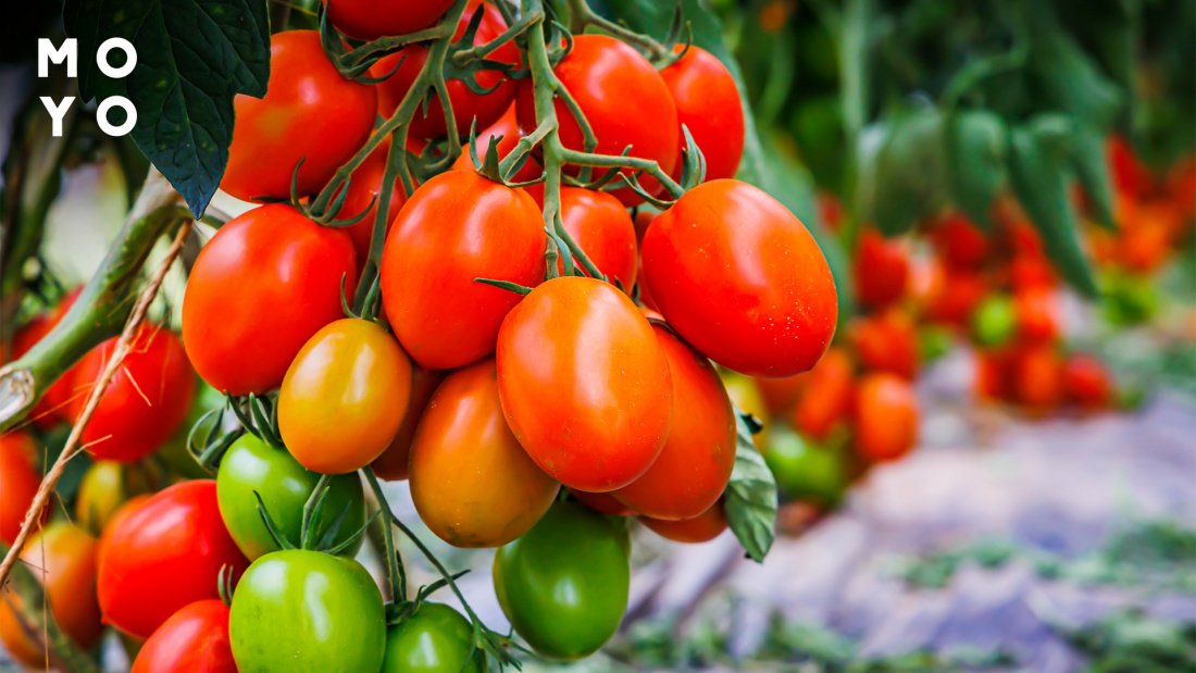 Оптимальний час стерилізації помідорів для зберігання