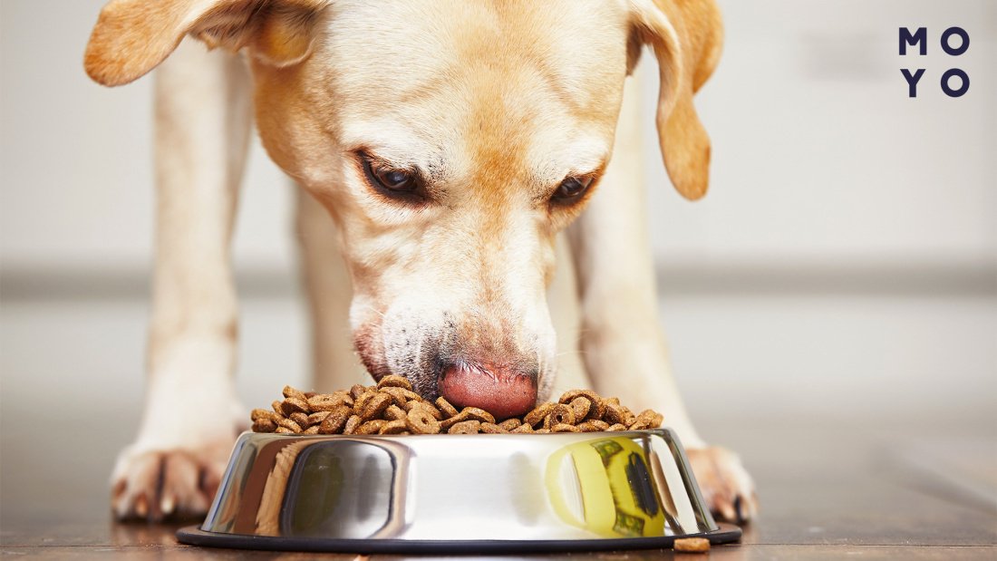 Альтернативи для годування собак: що можна дати замість корму?