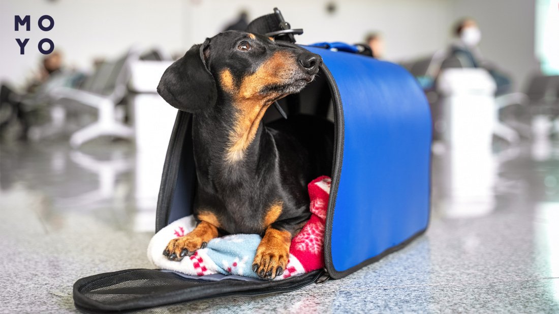 як вибрати сумку-переноску для собаки