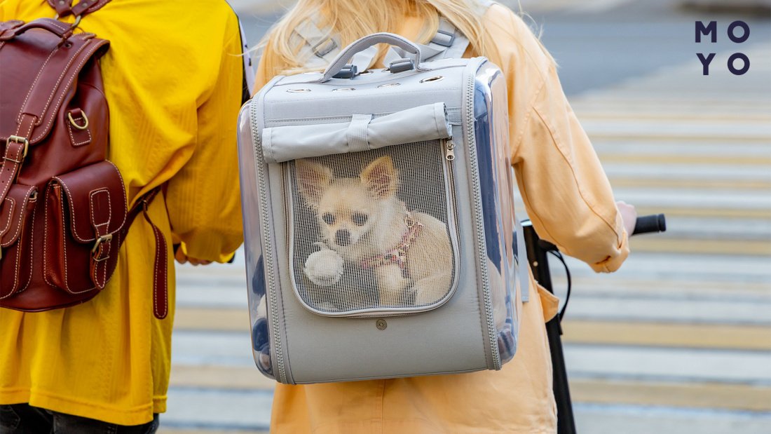 як вибрати рюкзак для собак