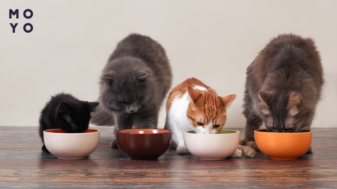 как выбрать корм для котят