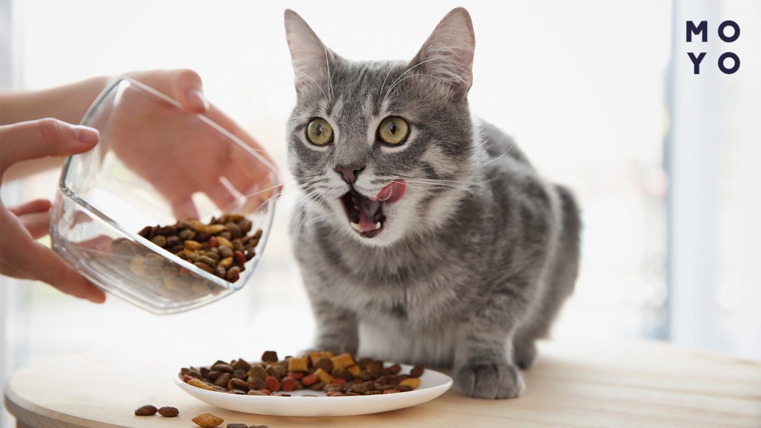 как подобрать кошке корм по состоянию здоровья