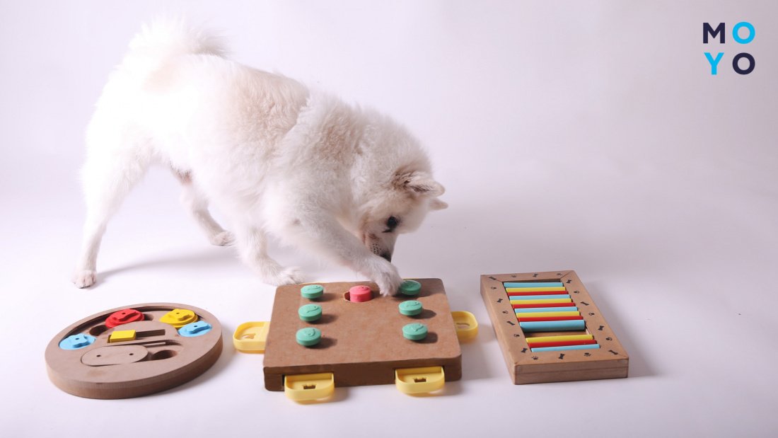  іграшка-головоломка для собаки