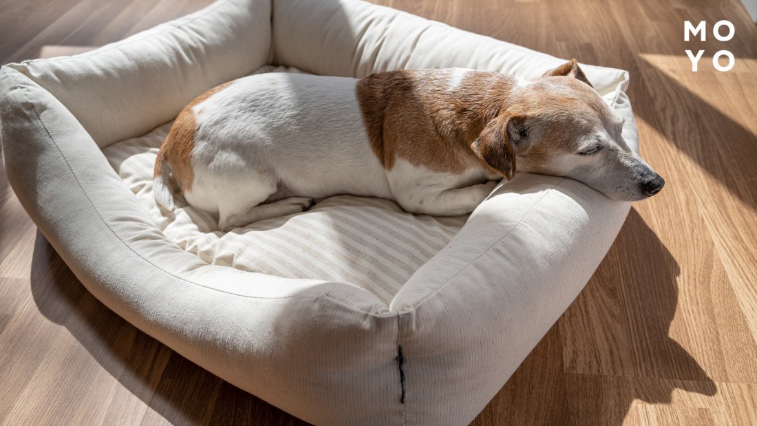 подобрать размер лежака для собаки