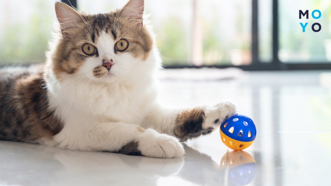 Игрушки для кошек, котов и котят в Кирове интернет-магазин Zoki