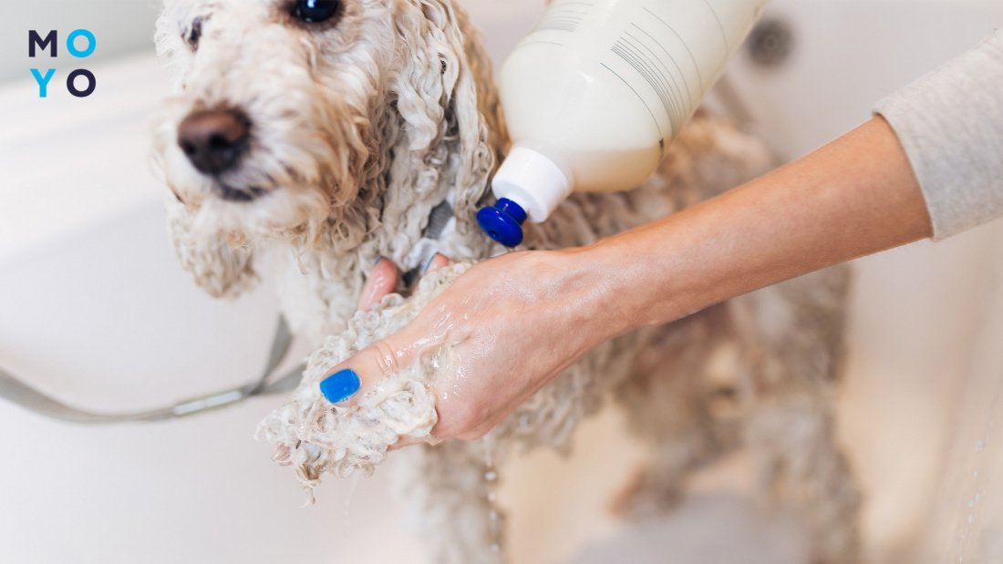 органические шампуни для собак