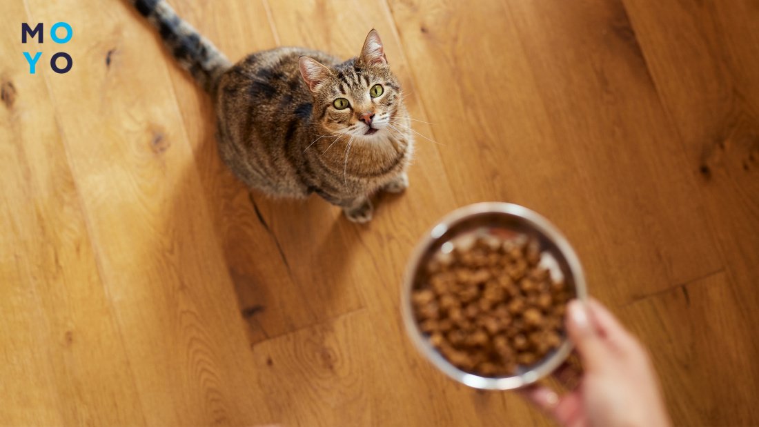 годування кішки