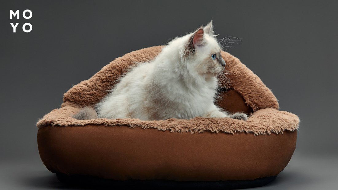 особенности лежаков для котов