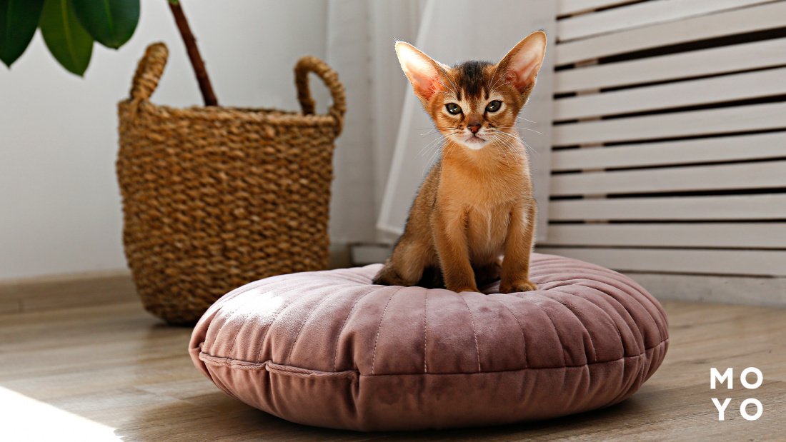 лежака в форме подушки для кота