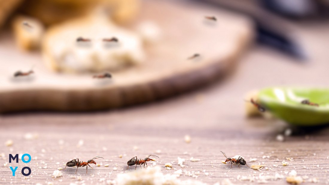 как избавиться от муравьев в домашних условиях