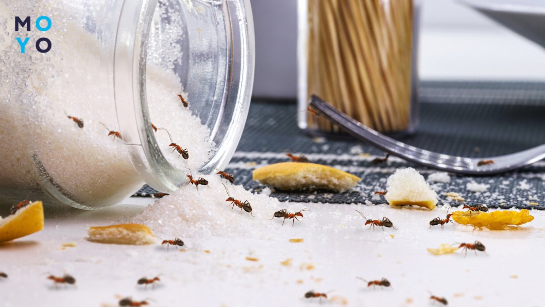 экологичные рецепты борьбы с муравьями
