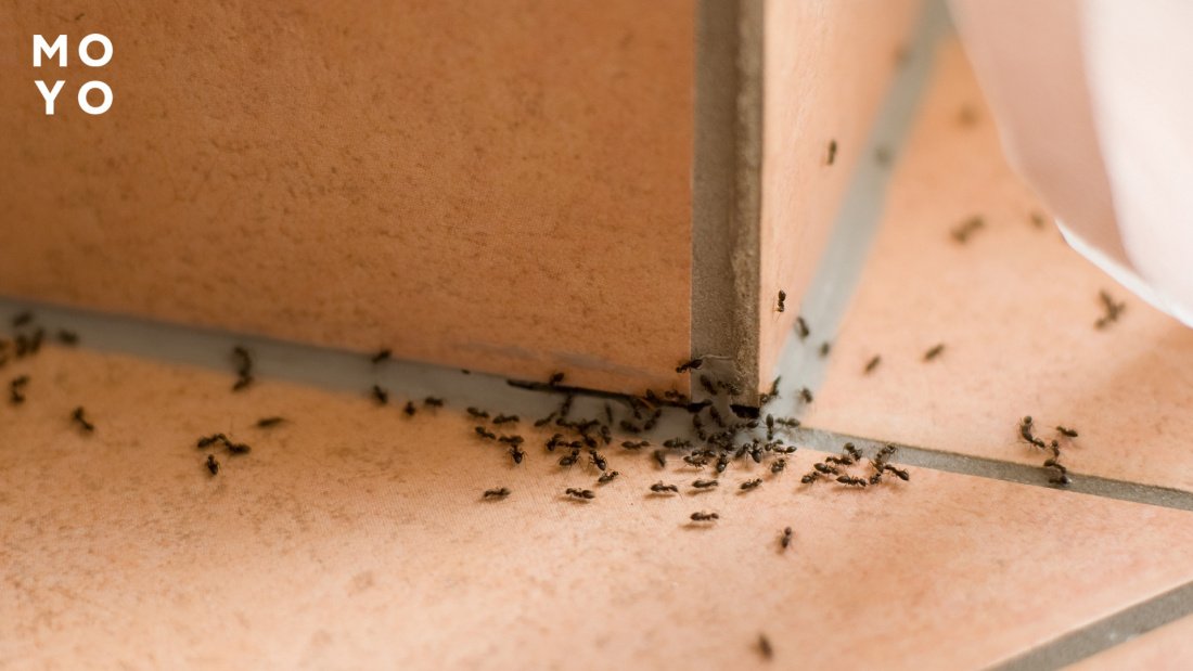як позбутися мурах