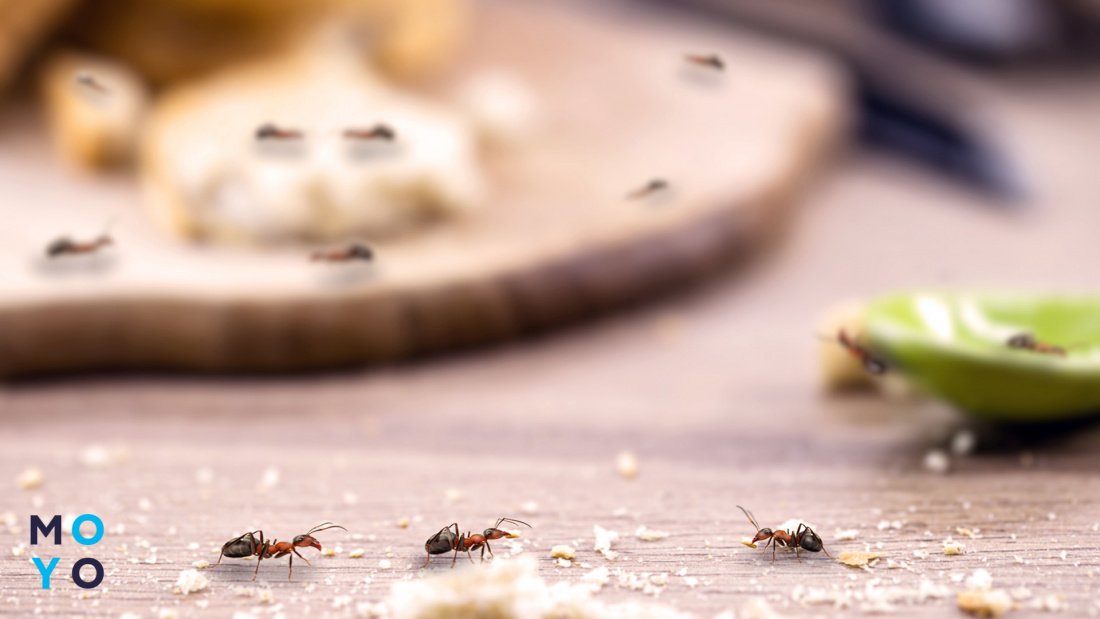 як позбутися мурах у домашніх умовах