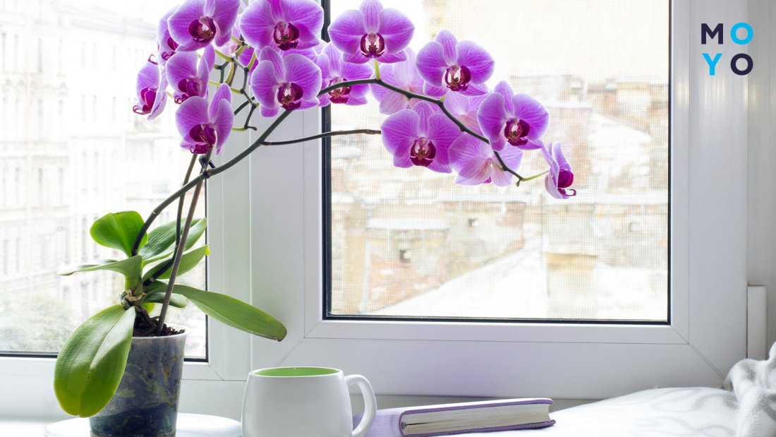 Орхидея на светлом подоконнике