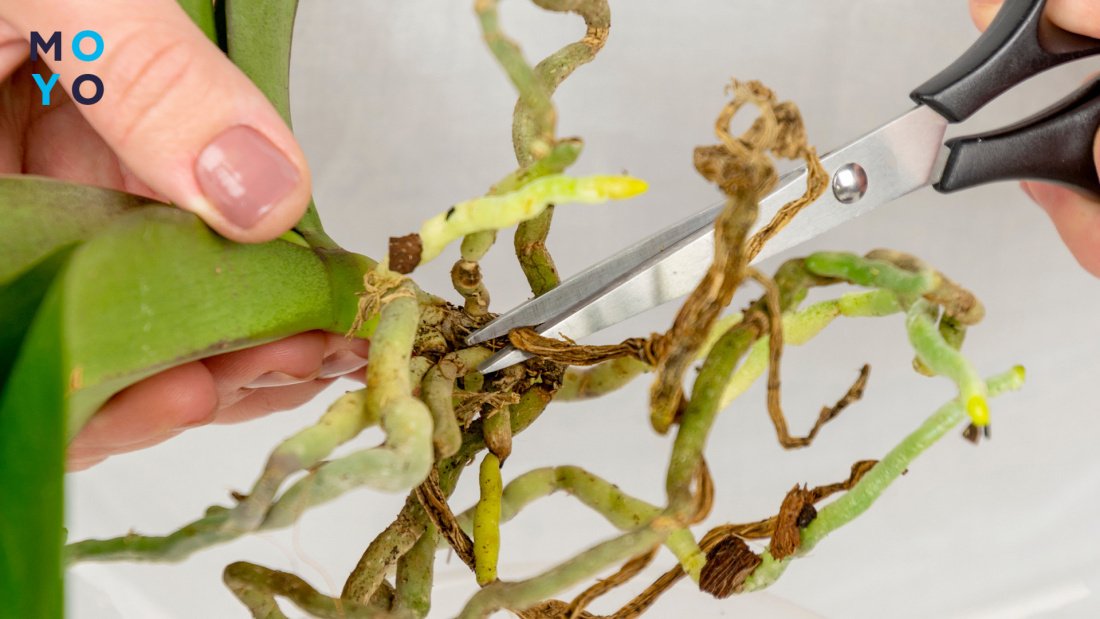 Обрезка сухих корней у орхидеи