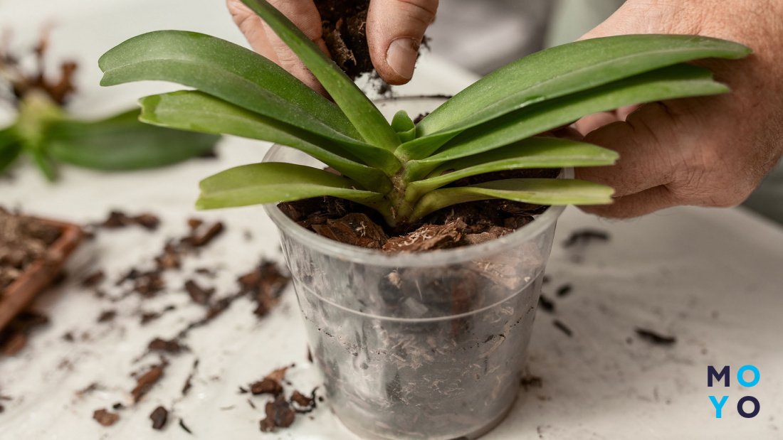 Как восстановить корни орхидеи!