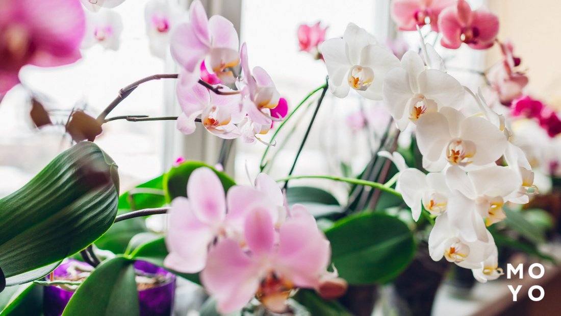 Квітучі орхідеї на підвіконні